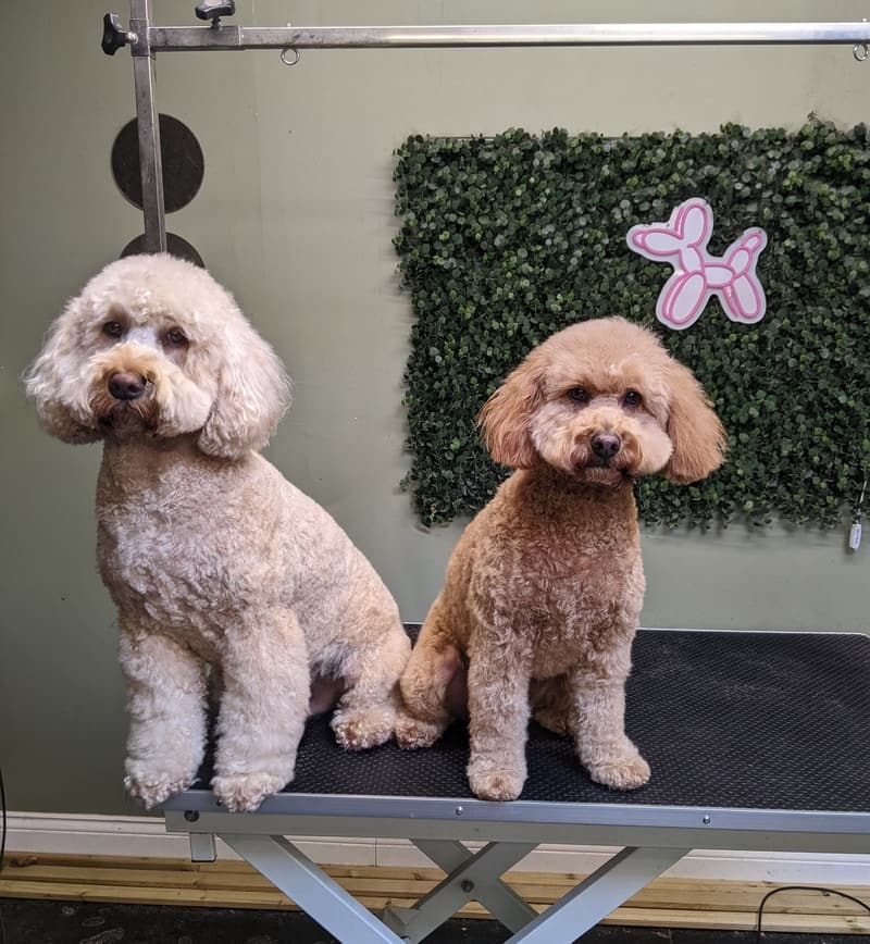 Two freshly groomed apricot poodle crosses on the grooming table