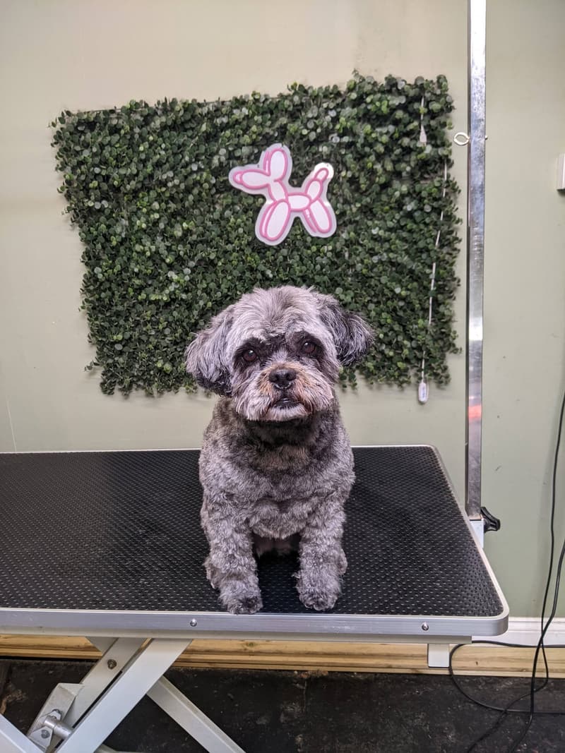 A small grey dog after a full groom