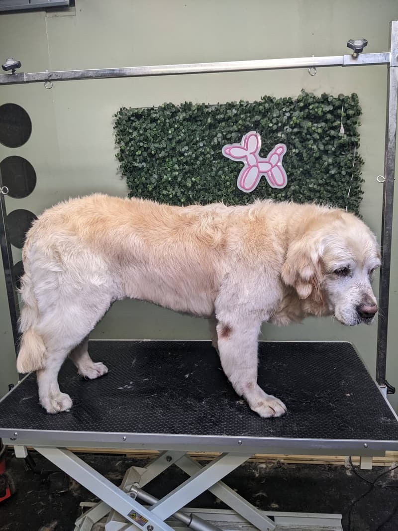 A Golden Retriever after a bath and tidy
