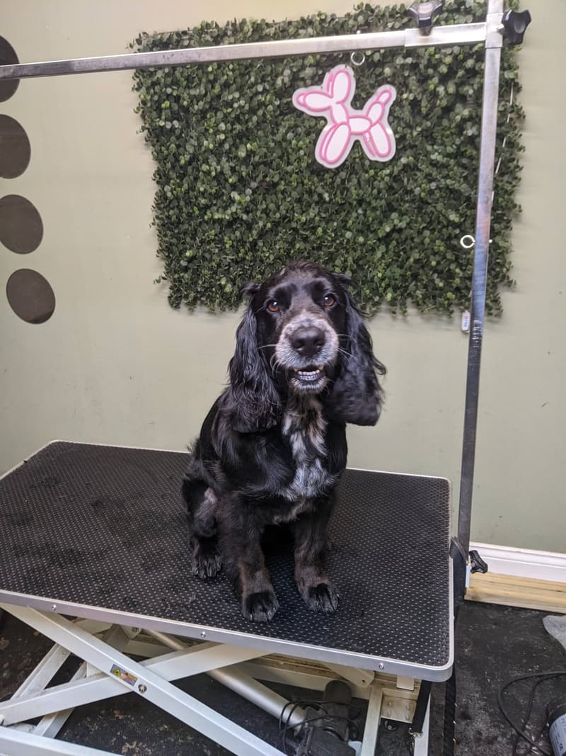 A black Cocker Spaniel after grooming