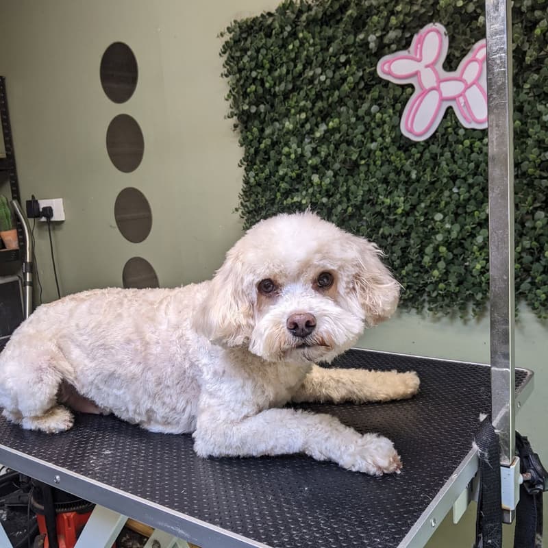 A small white dog lying on the grooming table after a groom